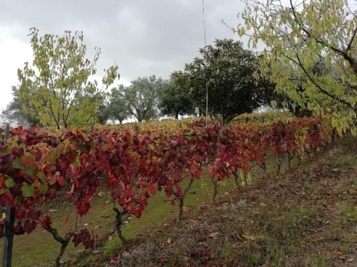 Hospedaria Vale Do Rodo Residencial Peso da Regua Luaran gambar